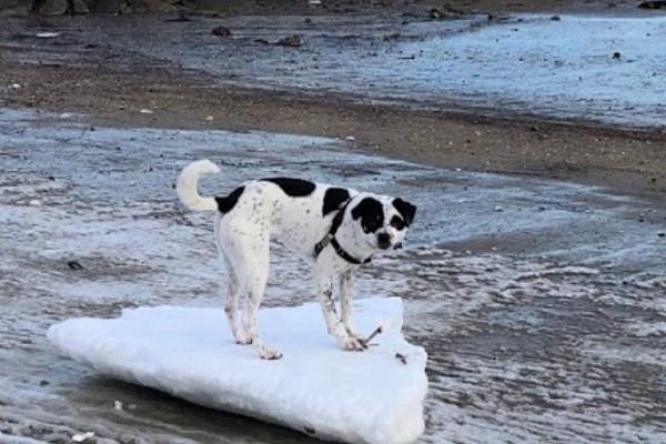 picture of dog on ice