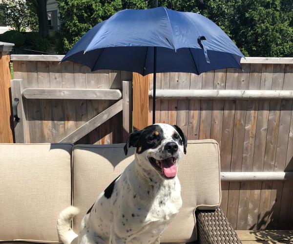 dog with umbrella over head