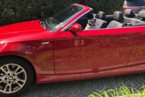 dog in a convertible