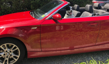 dog in a convertible