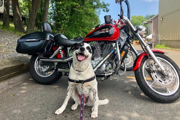 dog in front of motorcycle
