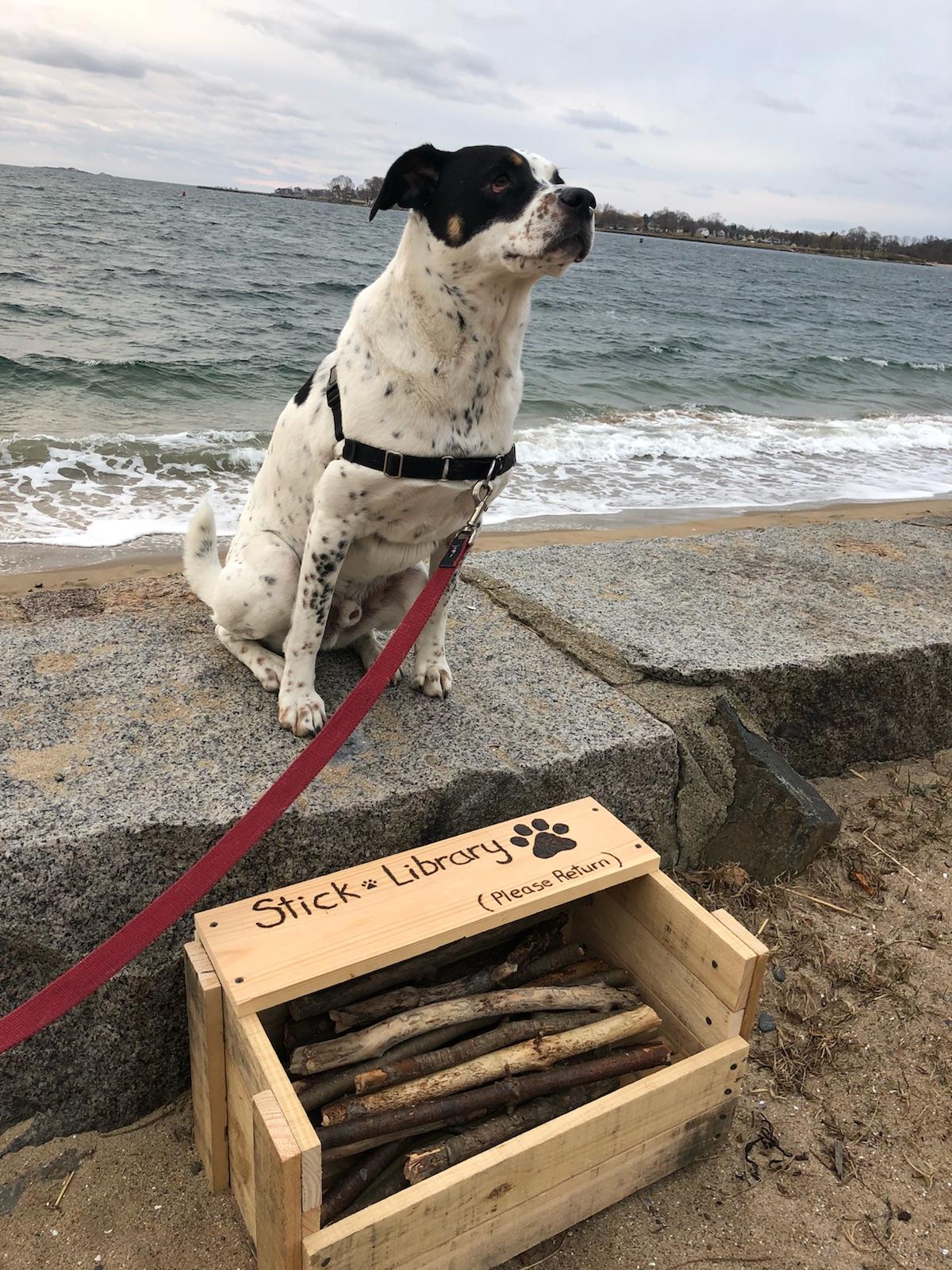 image of dog at beach portraying investment insurance